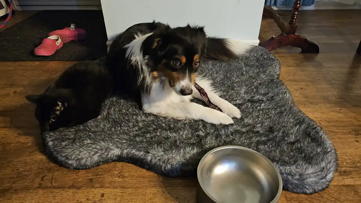A black and white dog with brown markings lies on a grey furry rug, chewing a rawhide bone, while a black cat sleeps curled…