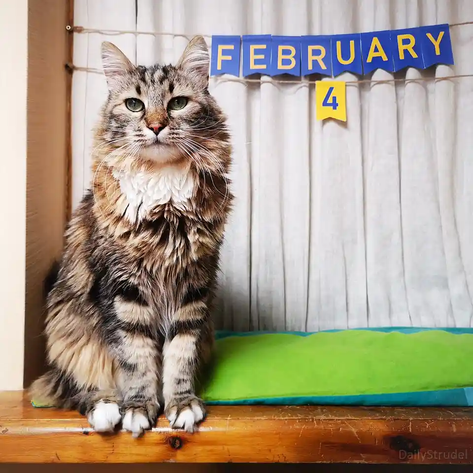 A fluffy tabby cat sits regally on a wooden shelf with a green cushion, looking directly at the camera. Behind it, a blue…
