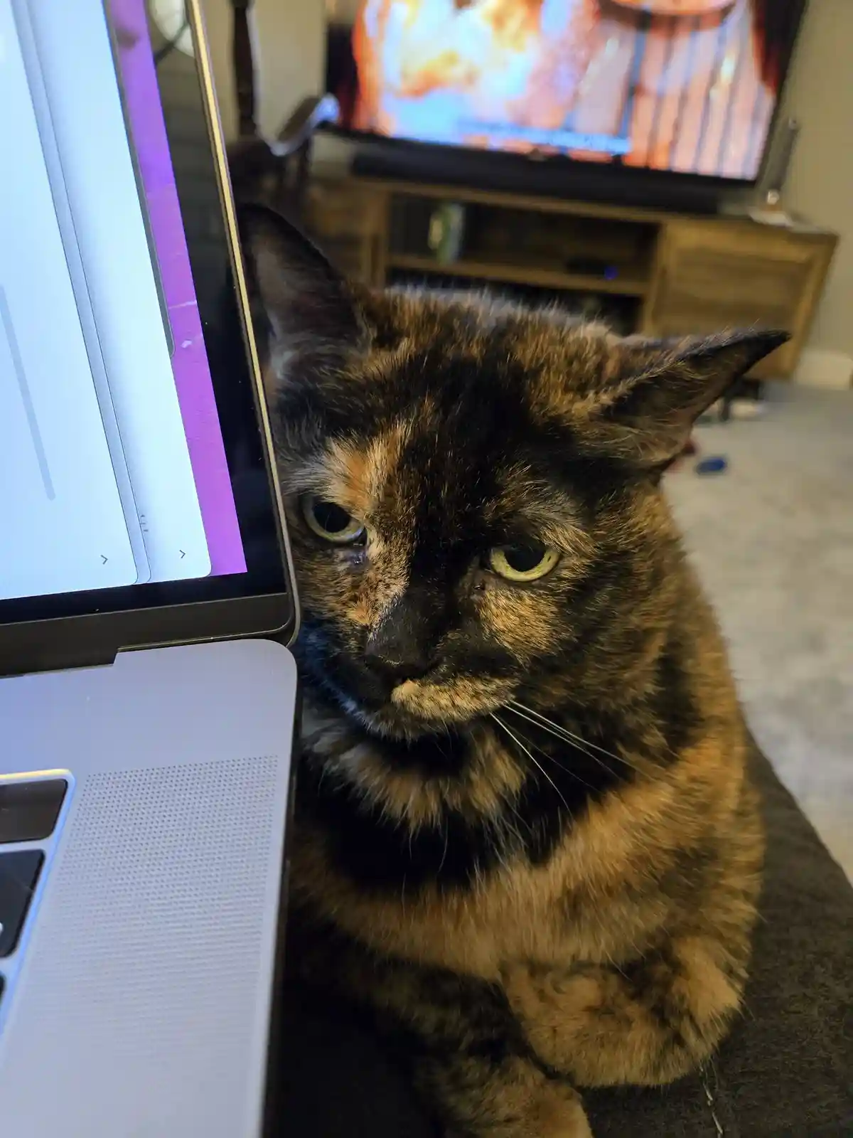 A tortoiseshell cat with a grumpy expression sits beside an open laptop, looking directly at the camera with half-lidded…