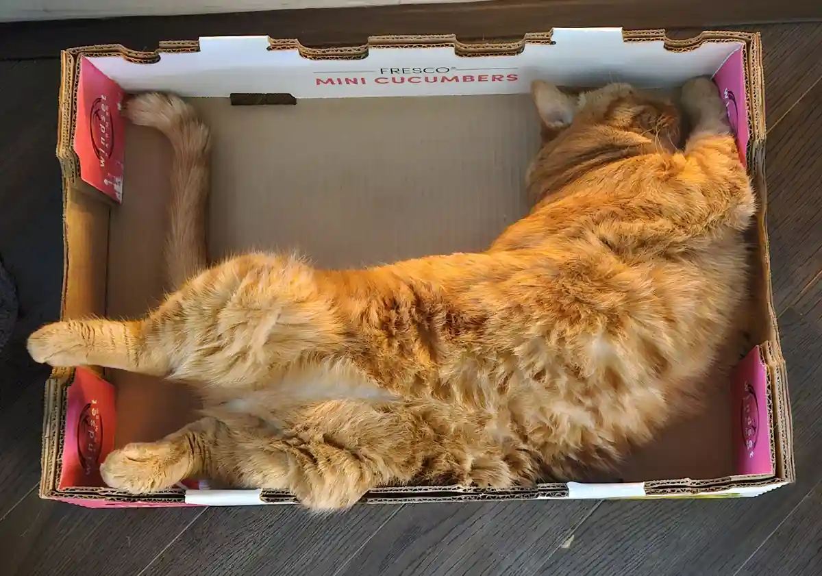 An orange tabby cat is lying on its back inside a cardboard box labeled 'FRESCO MINI CUCUMBERS', with its paws up and tail…