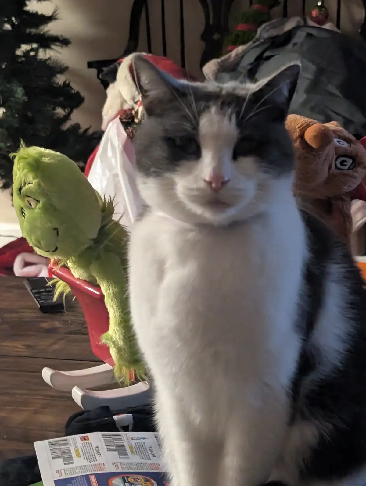 A close-up photo of a white and gray cat with a bored, unimpressed expression, sitting in front of Christmas decorations. To…