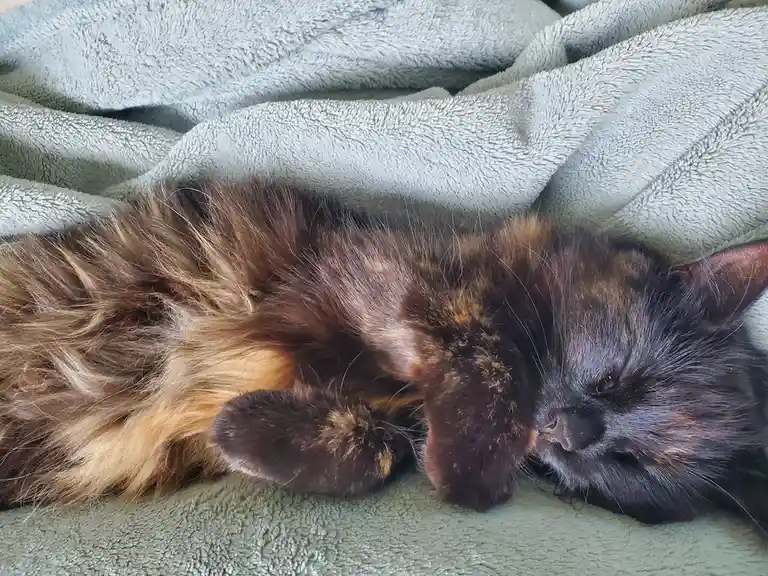 A fluffy tortoiseshell cat is sleeping on its side on a soft, light gray blanket, with its eyes closed and paws tucked near…