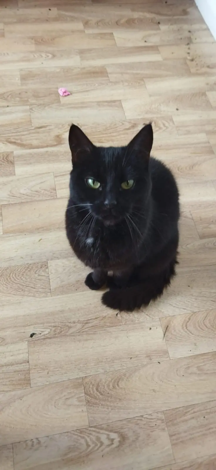 A black cat with green eyes sits on a light wood floor, looking directly at the camera with a serious expression. In the…