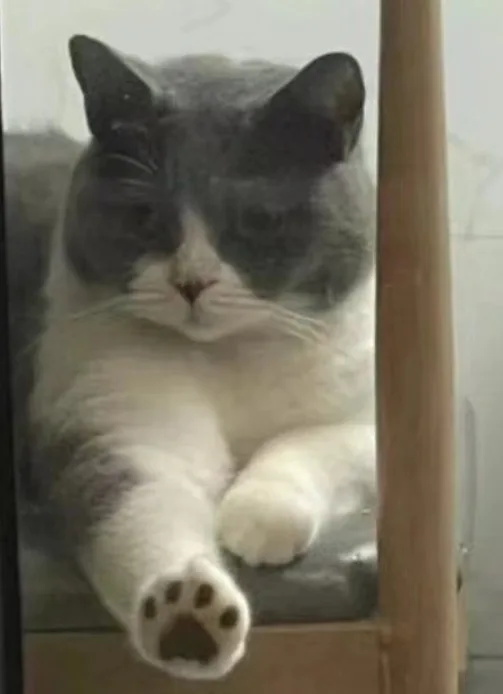 A gray and white cat is seen lounging inside a glass enclosure, possibly a cat tree or enclosure, with one paw extended…