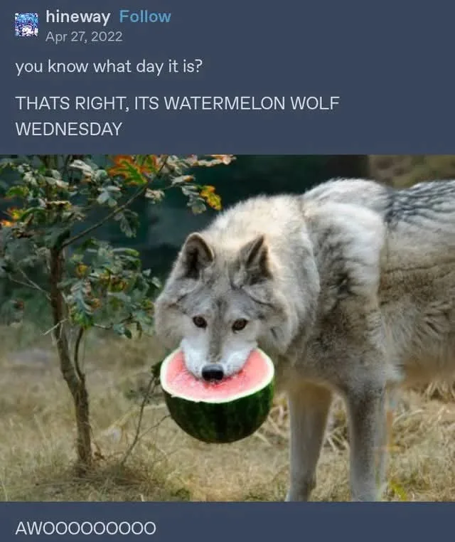 A gray wolf is shown outdoors, holding a half-eaten watermelon in its mouth. The image has text overlaid at the top reading…