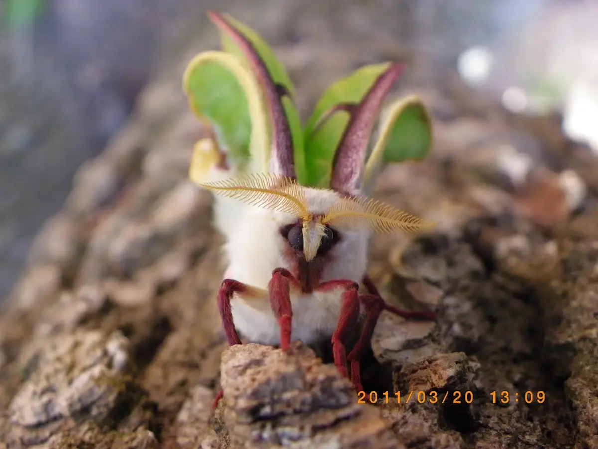 The Enigmatic Lunar Moth: Nature's Nighttime Wonder