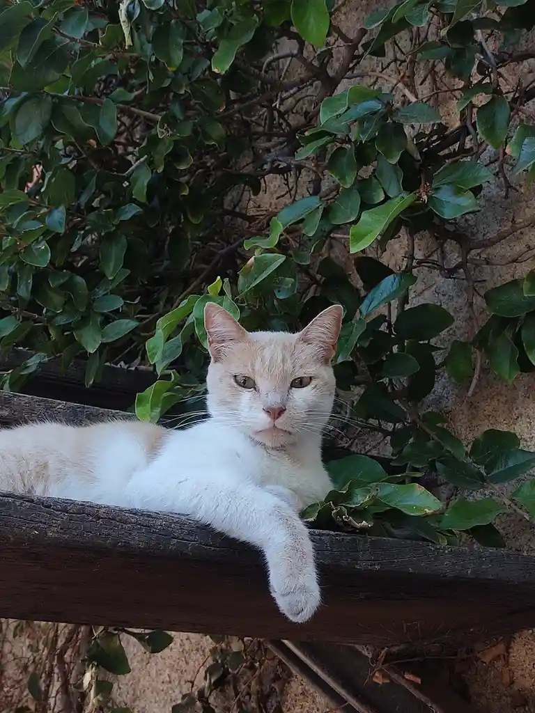 A light-colored cat with a slightly grumpy expression lounges on a wooden beam, surrounded by green foliage and a stone…