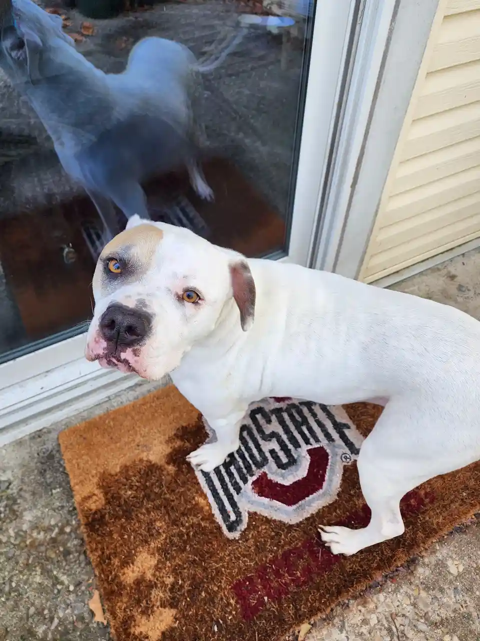 A white and tan pit bull-type dog stands on a brown doormat with an 'IOWA STATE' logo, looking up at the camera with a…