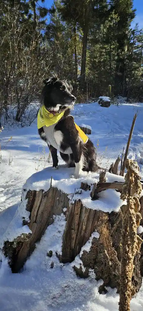 A black and white dog wearing a yellow bandana and vest sits proudly atop a snow-covered tree stump in a snowy forest. The…