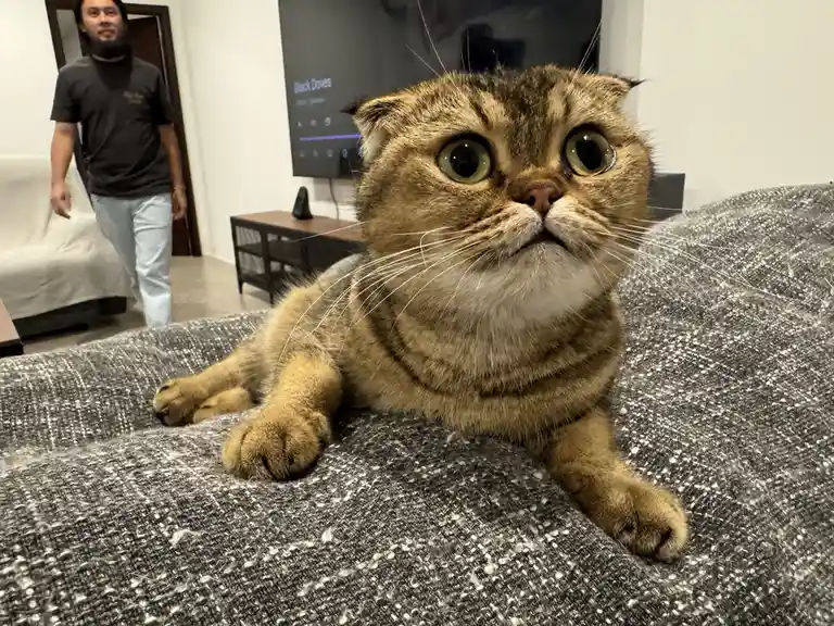 A Scottish Fold cat with wide, startled eyes lies on a grey textured couch, looking directly at the camera with a…