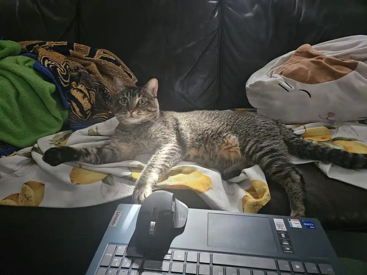 A tabby cat lounges on a lemon-patterned blanket on a black couch, looking directly at the camera with wide eyes. In front…