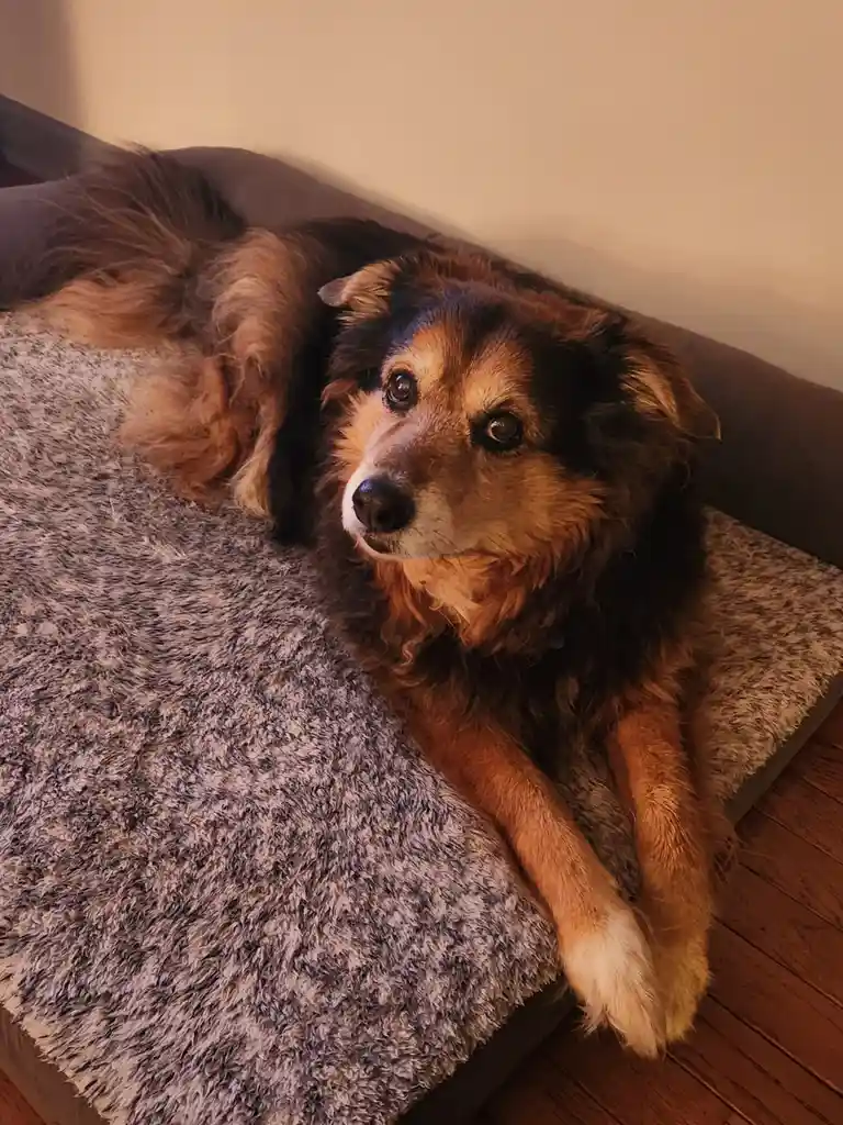 A fluffy brown and black dog with soulful eyes lies relaxed on a grey, textured dog bed placed on a wooden floor, looking…