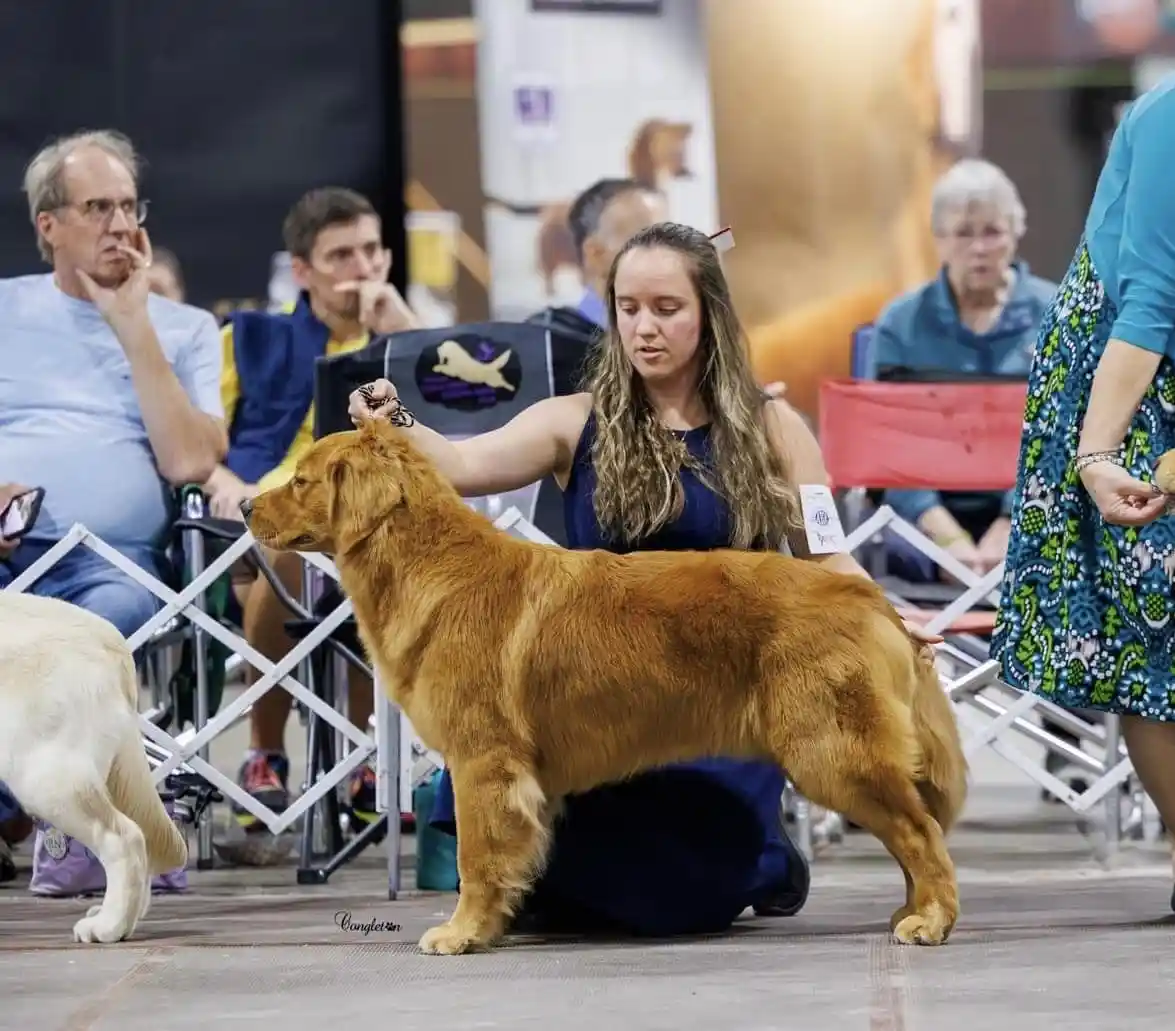 A golden retriever stands in profile at a dog show, being groomed by a handler who is kneeling beside it. The dog has a…