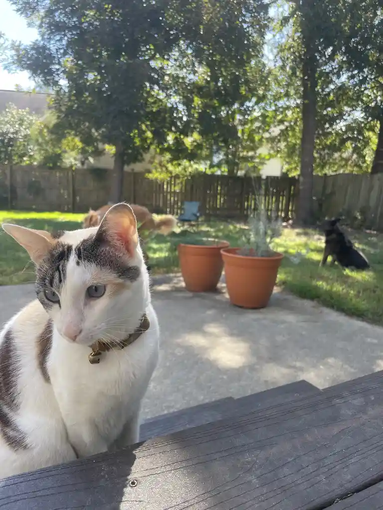A calico cat with blue eyes and a bell collar sits on a wooden table outdoors, looking directly at the camera with a bored…