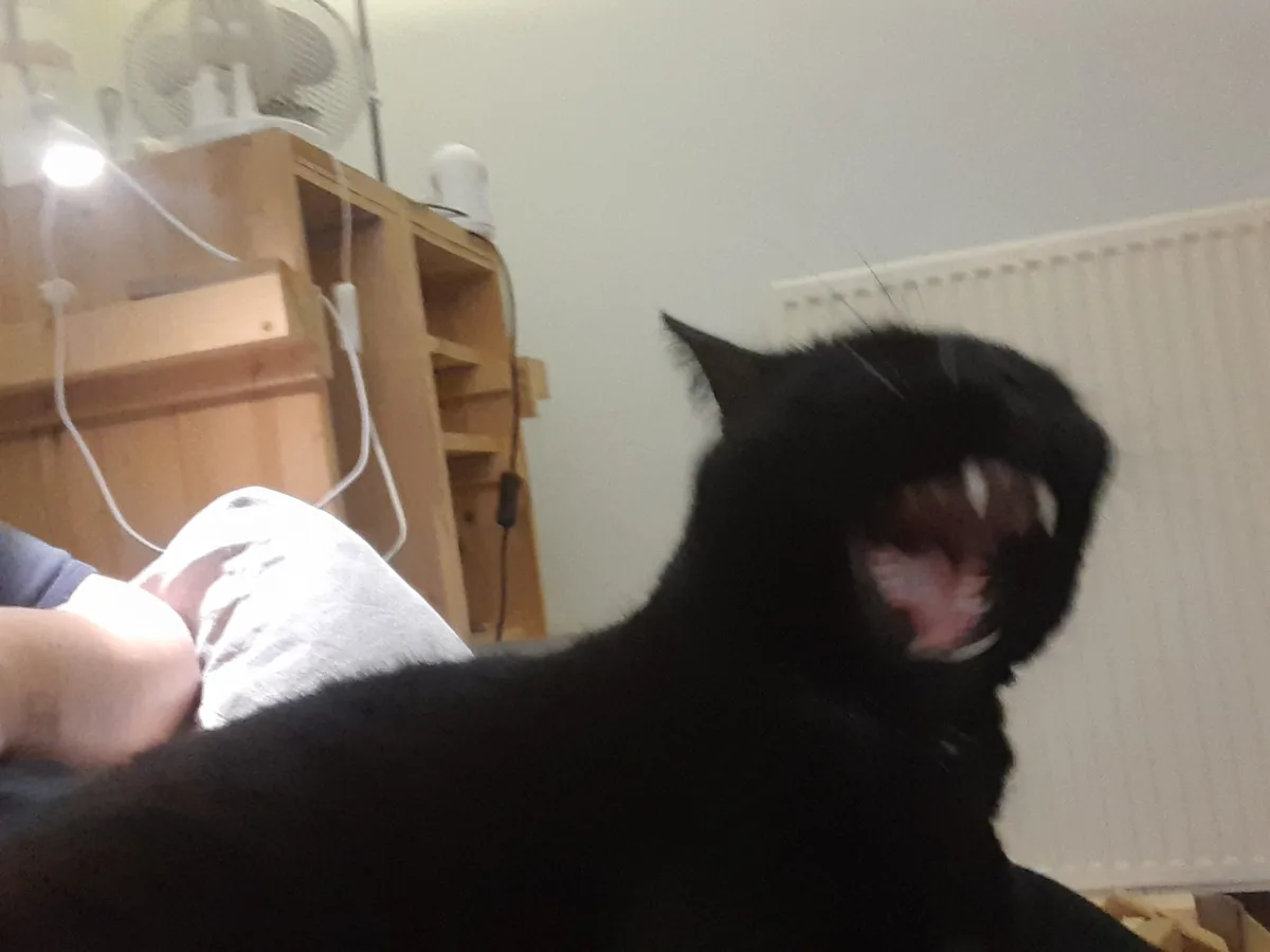 A black cat is shown with its mouth wide open, revealing teeth and tongue, as if screaming or hissing. In the background…