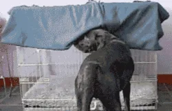 A sequence of six images shows a black dog in a metal cage with a blue blanket draped over its head. The dog initially…