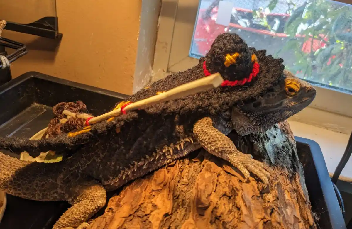 A bearded dragon lizard is wearing a handmade black crocheted hat with a red band and yellow star, and a wooden stick is…