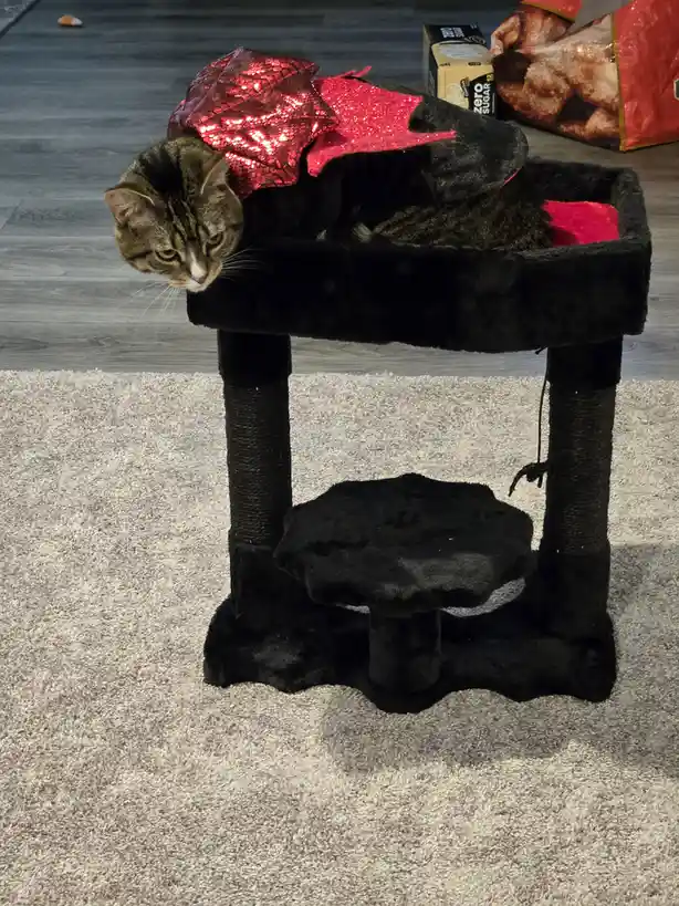 Mysterious and Enigmatic Goth Cats