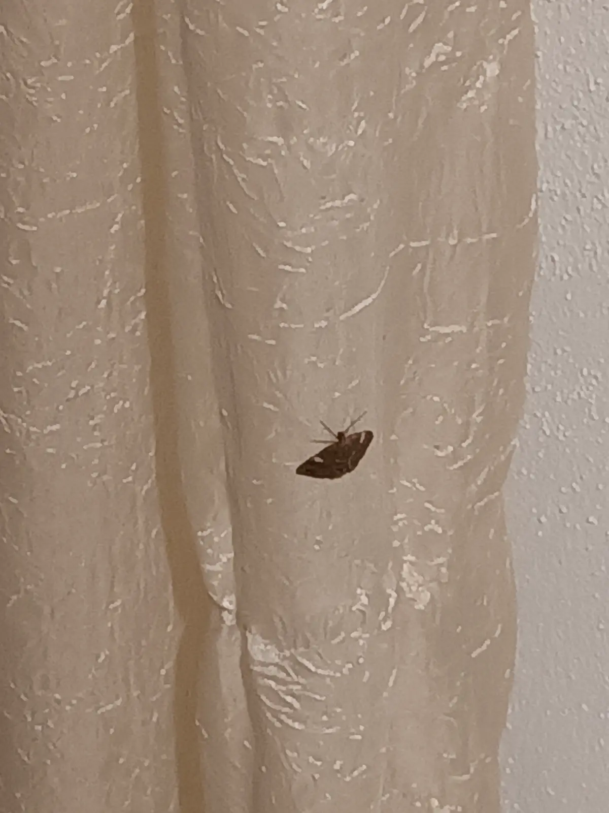 A small brown moth with white markings is perched on a light-colored, textured curtain. The image has overlaid text reading…