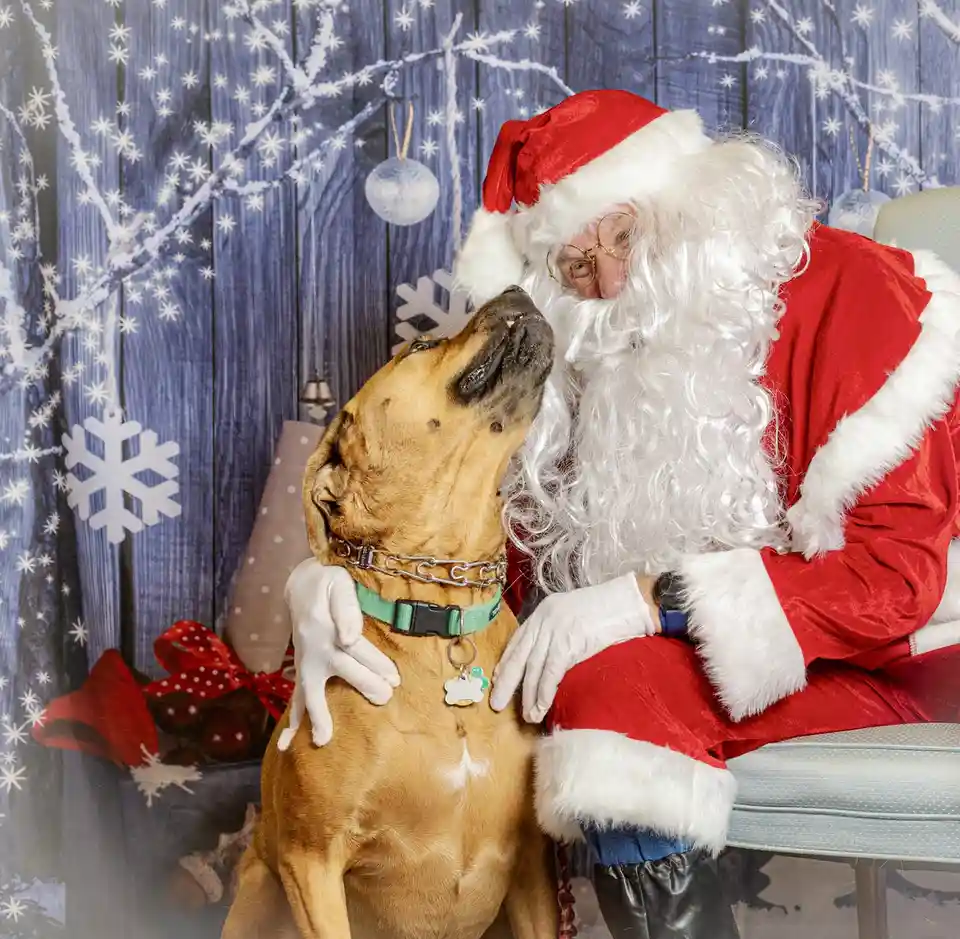 A person dressed as Santa Claus, wearing a red suit with white trim, glasses, and a white beard, sits beside a tan dog with…