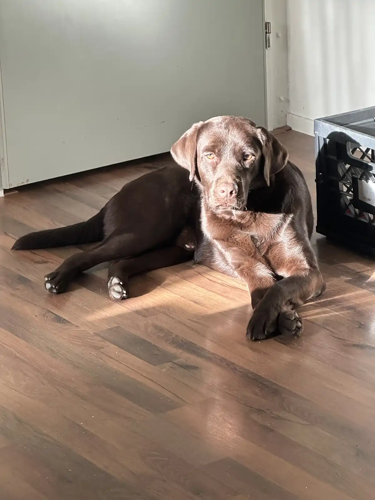 A chocolate Labrador Retriever is lying on a wooden floor, looking directly at the camera with a relaxed but slightly weary…