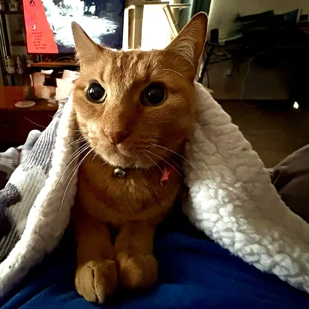 A close-up photo of an orange tabby cat sitting upright and looking directly at the camera with wide, startled eyes. The cat…