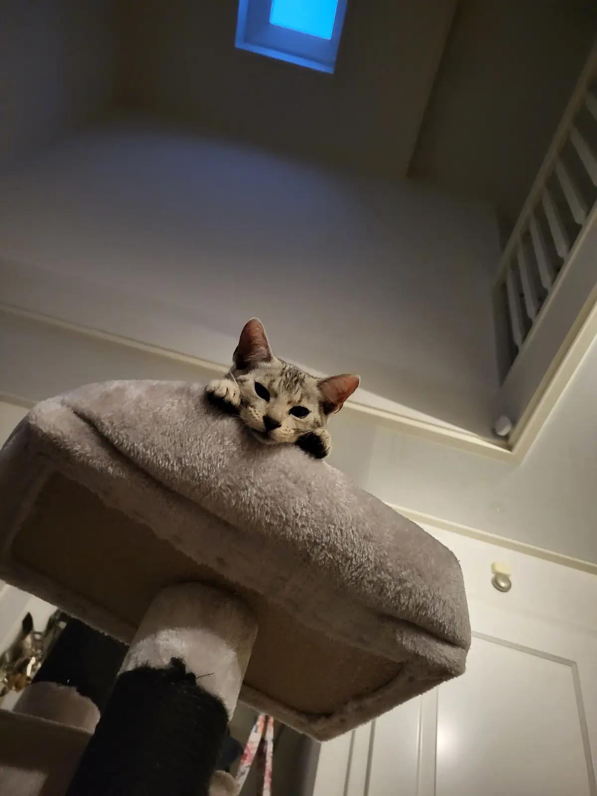 A gray tabby cat is lying on top of a plush cat tree, looking down at the camera with a relaxed expression. The cat has its…