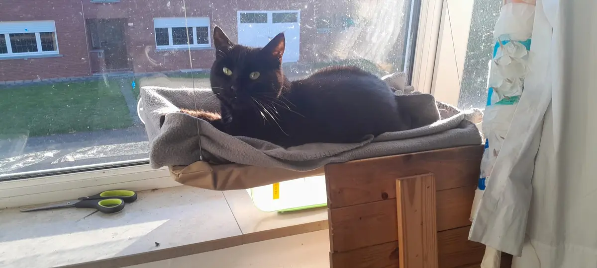 A black cat with bright green eyes lounges comfortably on a grey blanket placed on a wooden structure on a windowsill…