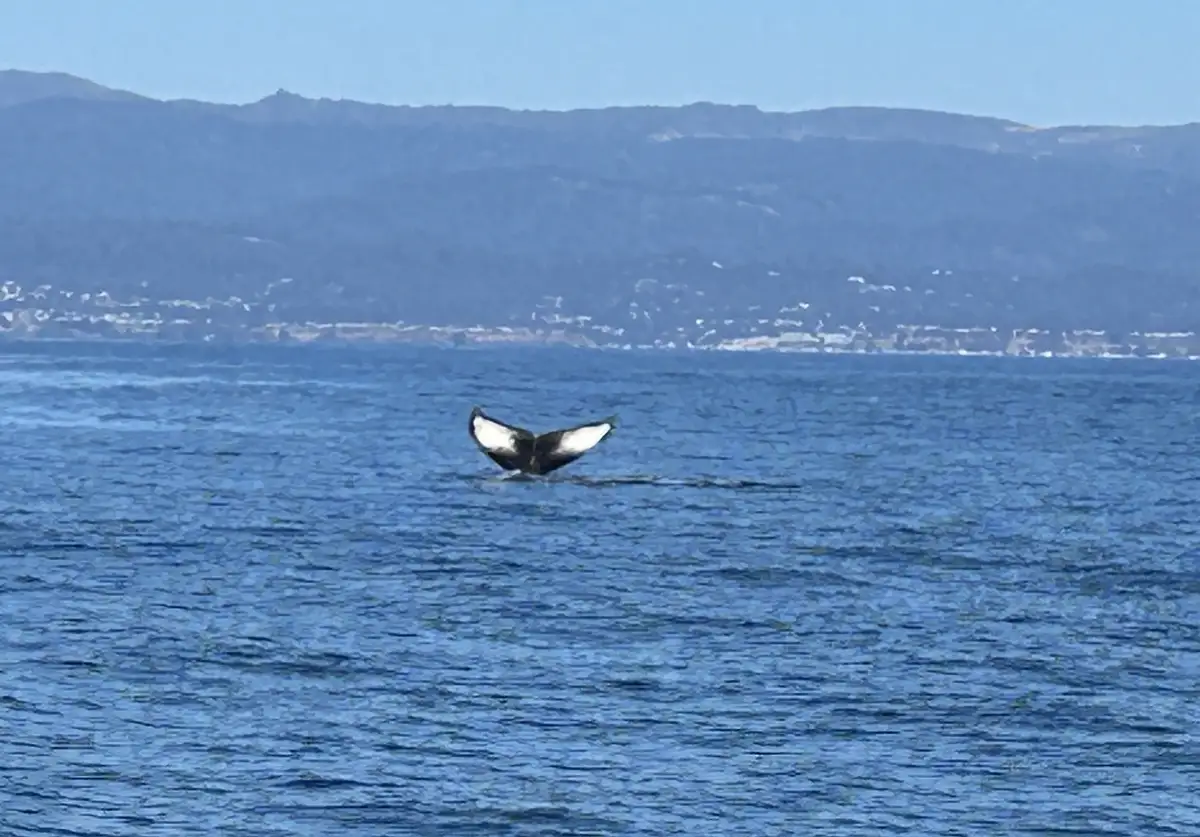 A humpback whale's tail flukes are visible above the blue ocean surface, showing black and white patterns, with distant hazy…