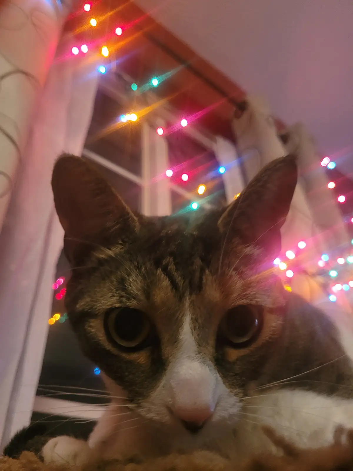 A close-up photo of a tabby and white cat staring directly at the camera with wide, unblinking eyes. Behind the cat…