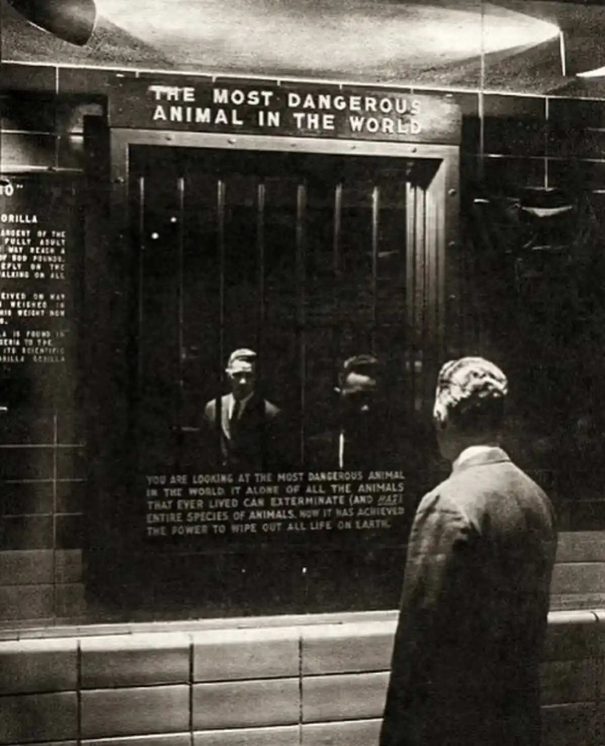 A black-and-white photo shows a man in a suit looking at a glass-enclosed exhibit labeled 'THE MOST DANGEROUS ANIMAL IN THE…