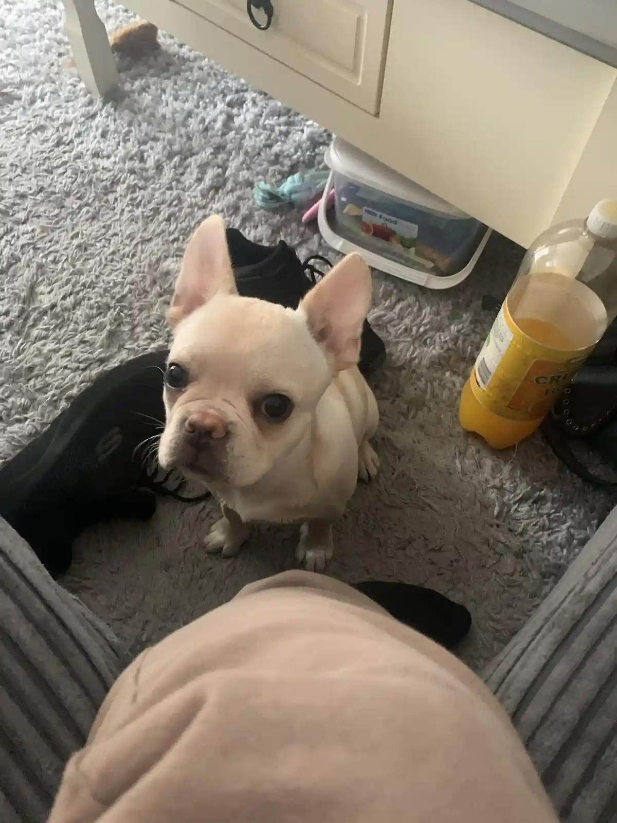 A light-colored French bulldog sits on a grey shaggy rug, looking up with large, pleading eyes at the camera, which is held…