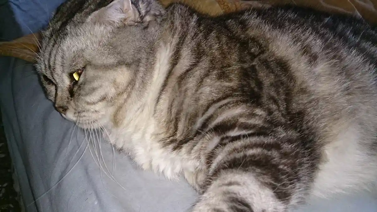 a gray tabby cat with striped fur lies on a blue fabric surface, looking grumpy with half-closed eyes and a downturned…