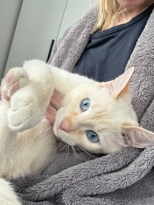 A person with blonde hair wearing a grey fluffy robe holds a cream-colored cat with striking blue eyes. The cat is lying on…