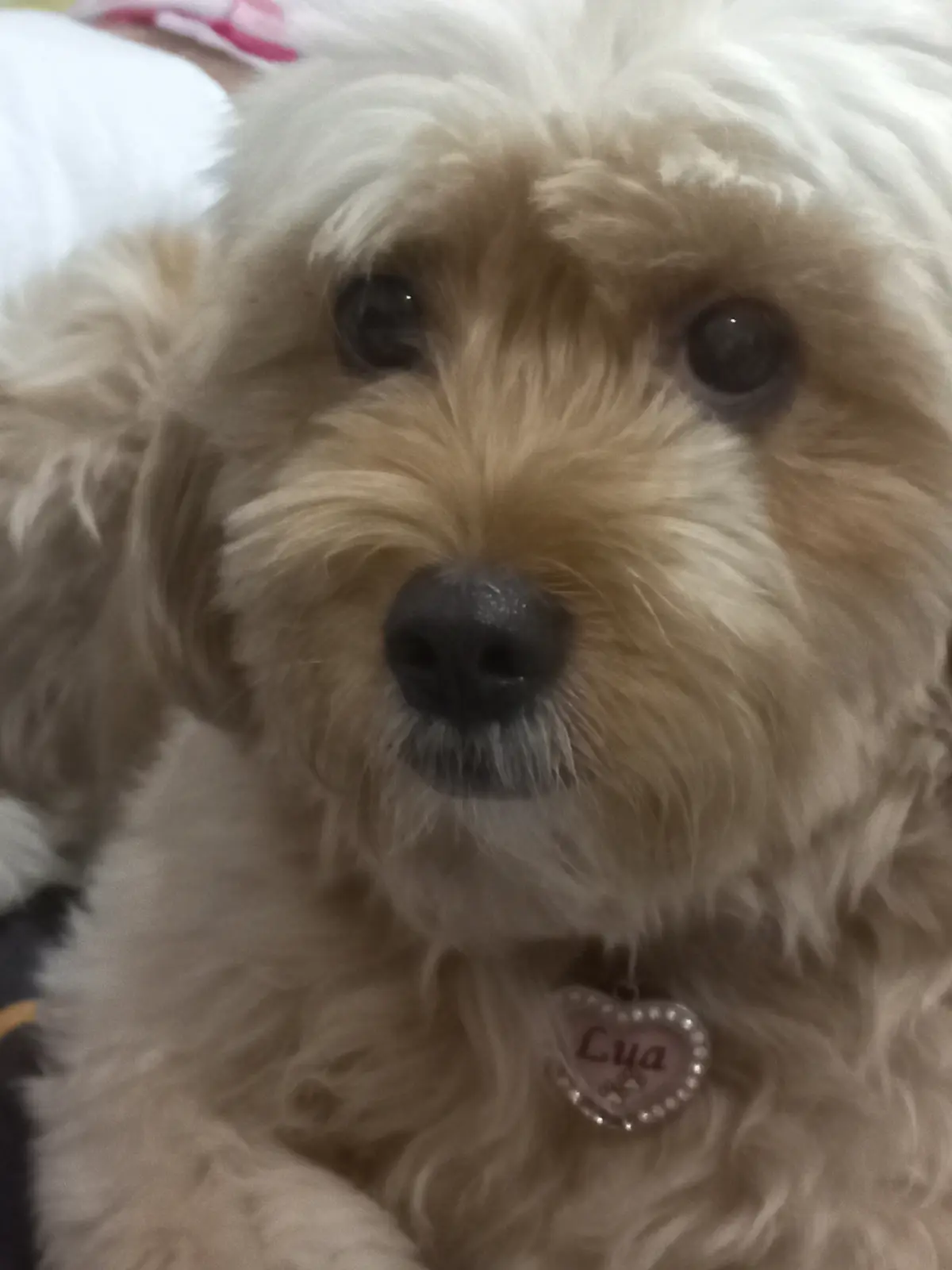 A close-up photo of a fluffy, light-brown dog with dark eyes and a black nose, looking directly at the camera. The dog wears…