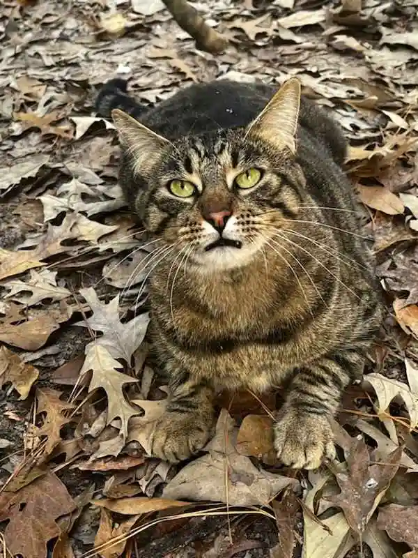 A tabby cat with green eyes sits alertly among dry, brown autumn leaves, staring directly at the camera with a serious…