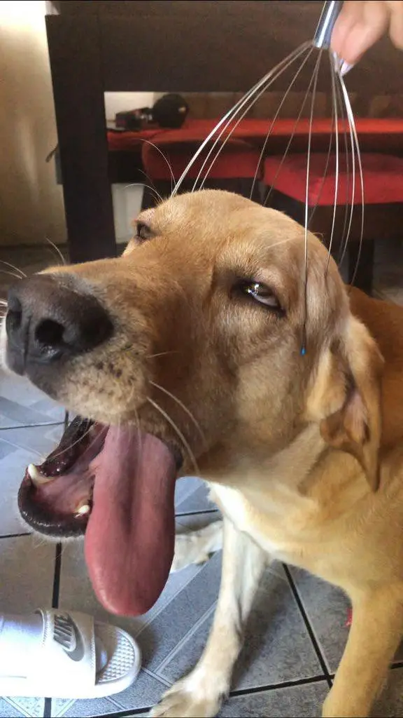 A tan dog with its mouth open and tongue hanging out is having a metal whisker brush gently brushed through its fur by a…