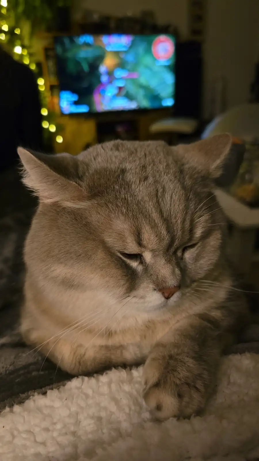 A gray tabby cat with closed eyes and a relaxed posture sits on a fluffy blanket, appearing deeply asleep or resting. In the…