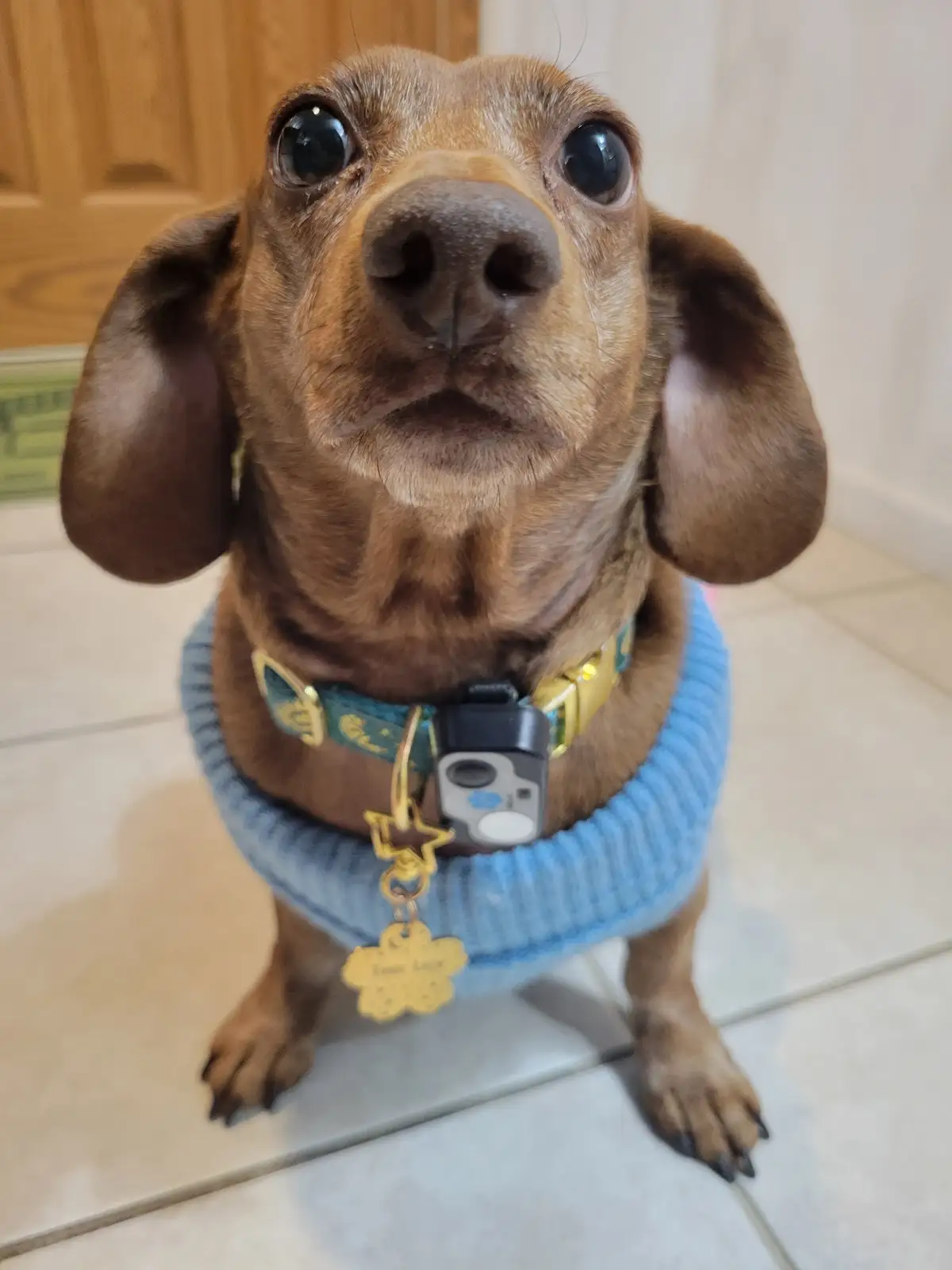 Meet My Adorable Pup, Tiger Lilly - #740
