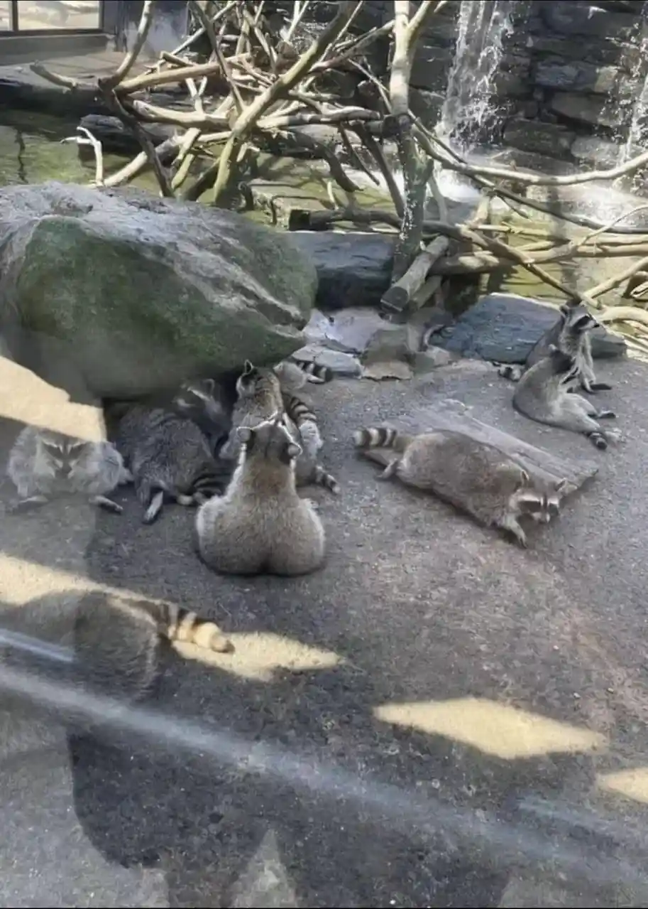 A group of raccoons are lounging in a zoo enclosure, some lying down, one sitting upright, and others resting near rocks and…