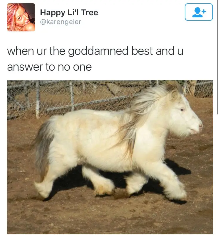 A white, shaggy miniature horse is captured mid-stride in a dirt enclosure with a chain-link fence in the background. The…