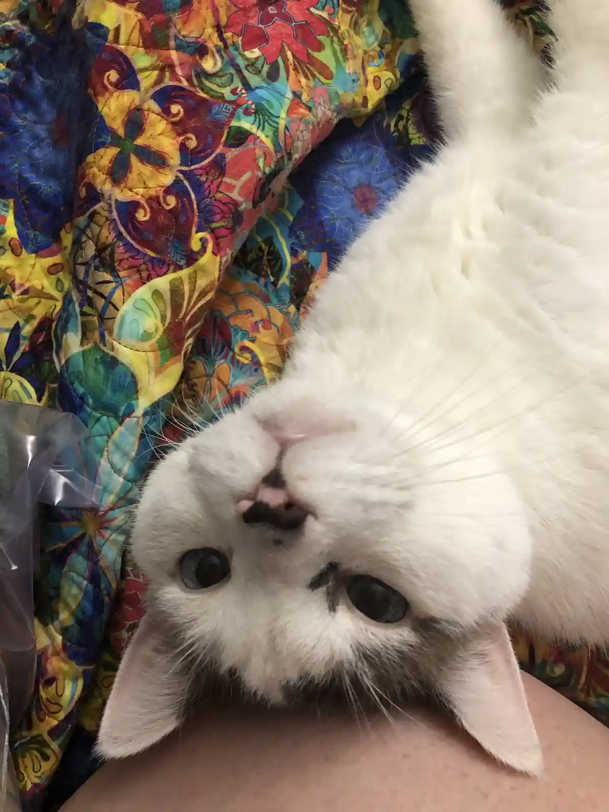 A white cat with dark markings around its eyes and nose is lying on its back on a colorful floral quilt, looking up at the…