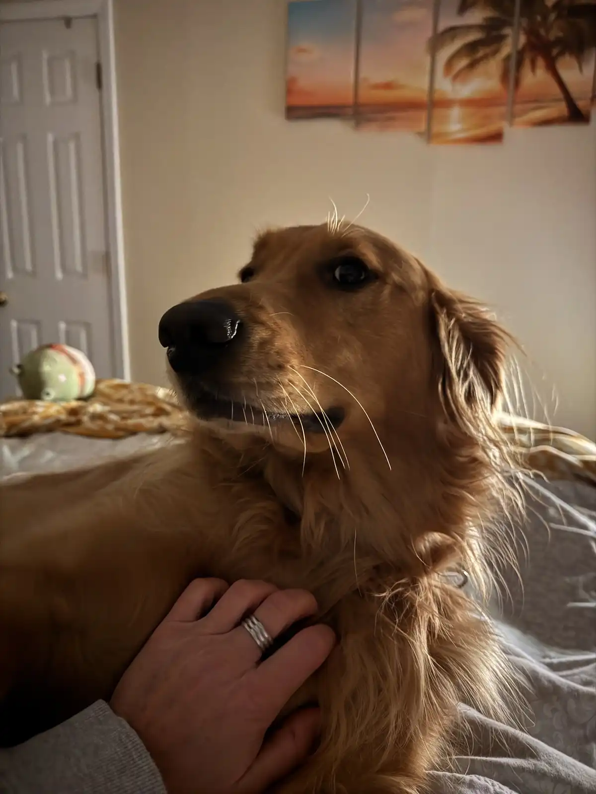 A golden retriever is being petted by a human hand on its chest while lying on a bed, with a tropical sunset painting on the…