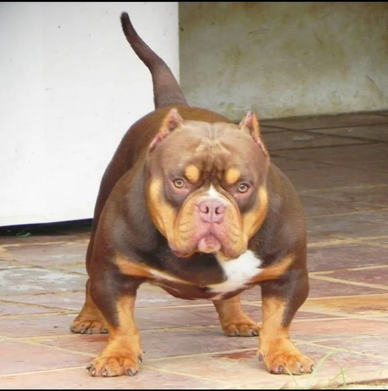 A muscular brown and tan pit bull-type dog stands on a tiled patio, looking directly at the camera with a serious expression…