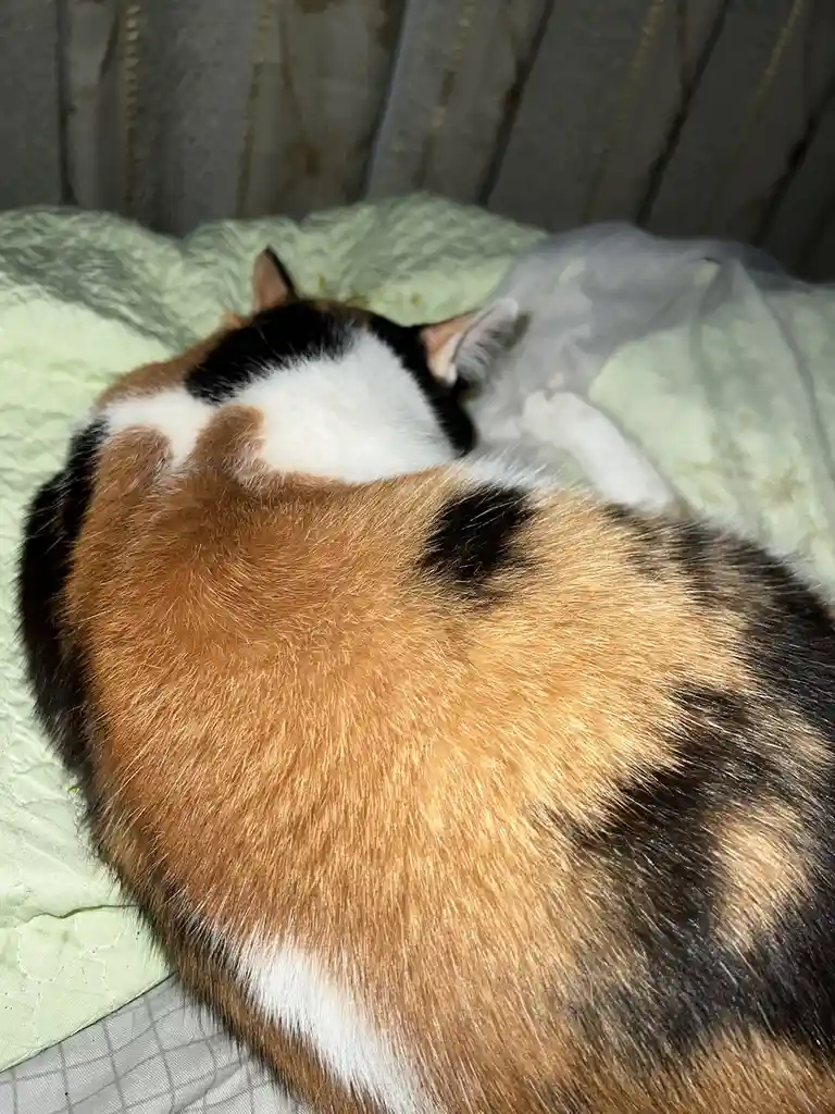 A calico cat is curled up sleeping on a light green quilted bedspread, its back to the camera, showing its orange, black…