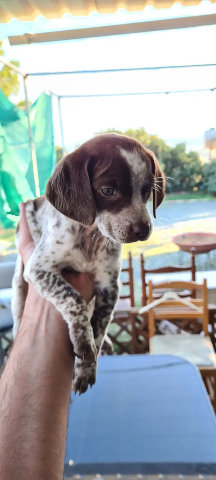 A person holds a small brown and white spotted puppy with droopy ears and sad eyes, looking off to the side. The puppy is…