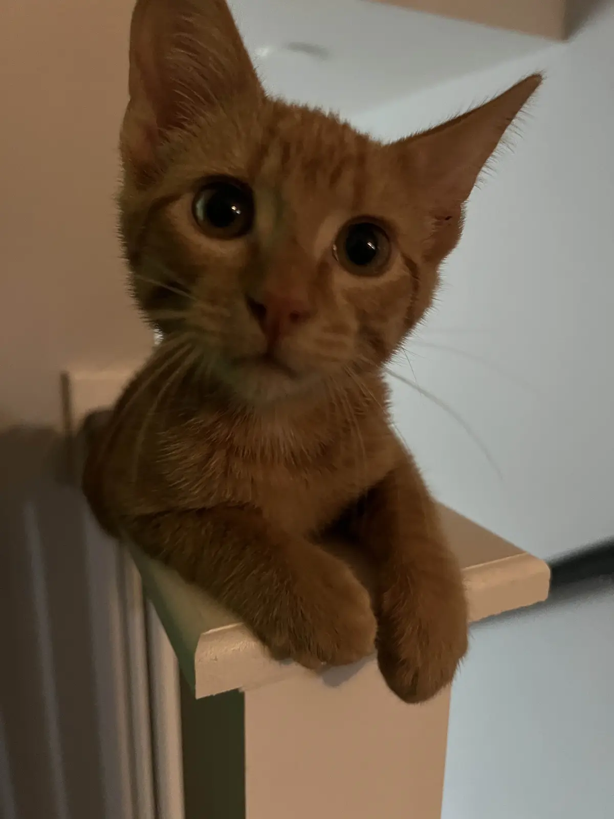 A small ginger kitten with wide, startled-looking eyes is perched on the edge of a white surface, looking directly at the…