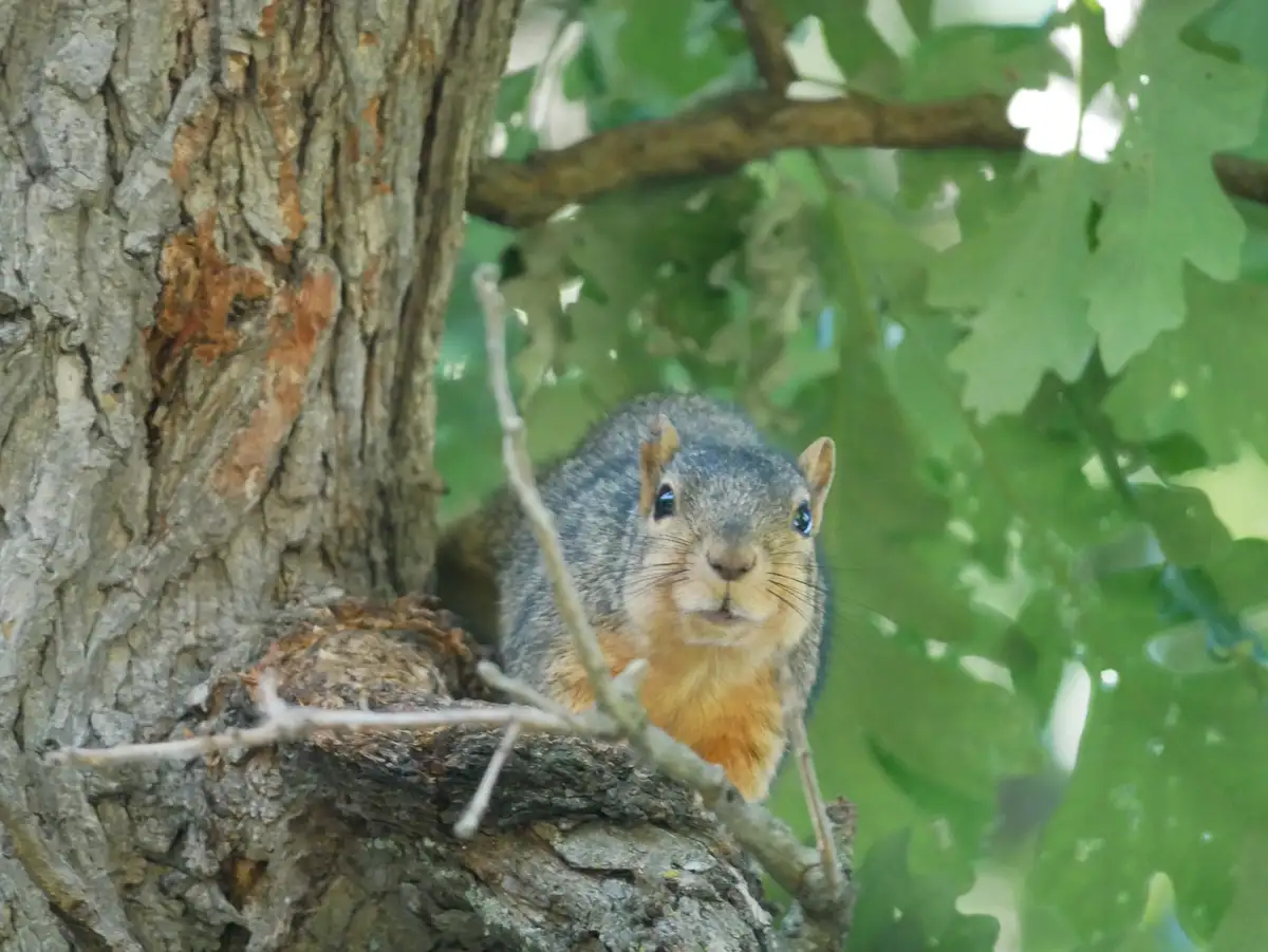 A gray squirrel with a reddish-brown chest sits perched on a tree branch, looking directly at the camera with wide, alert…