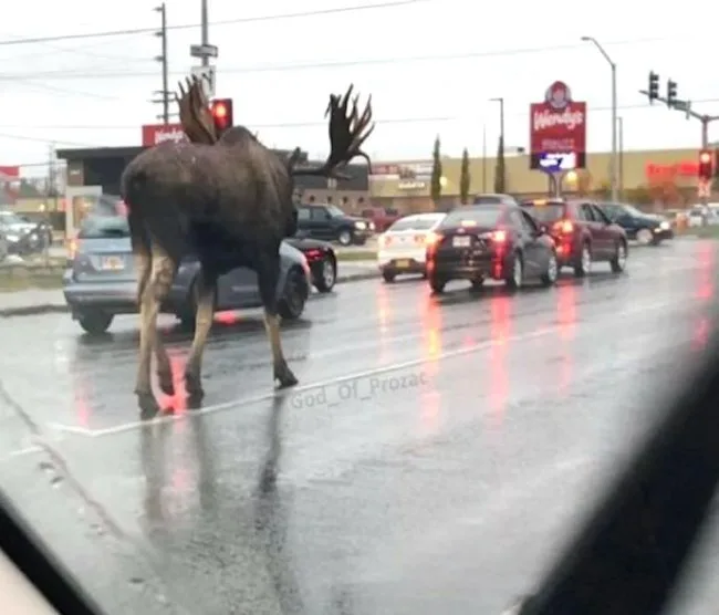 A large moose stands in the middle of a wet, busy intersection with cars stopped at a red light, its antlers visible against…