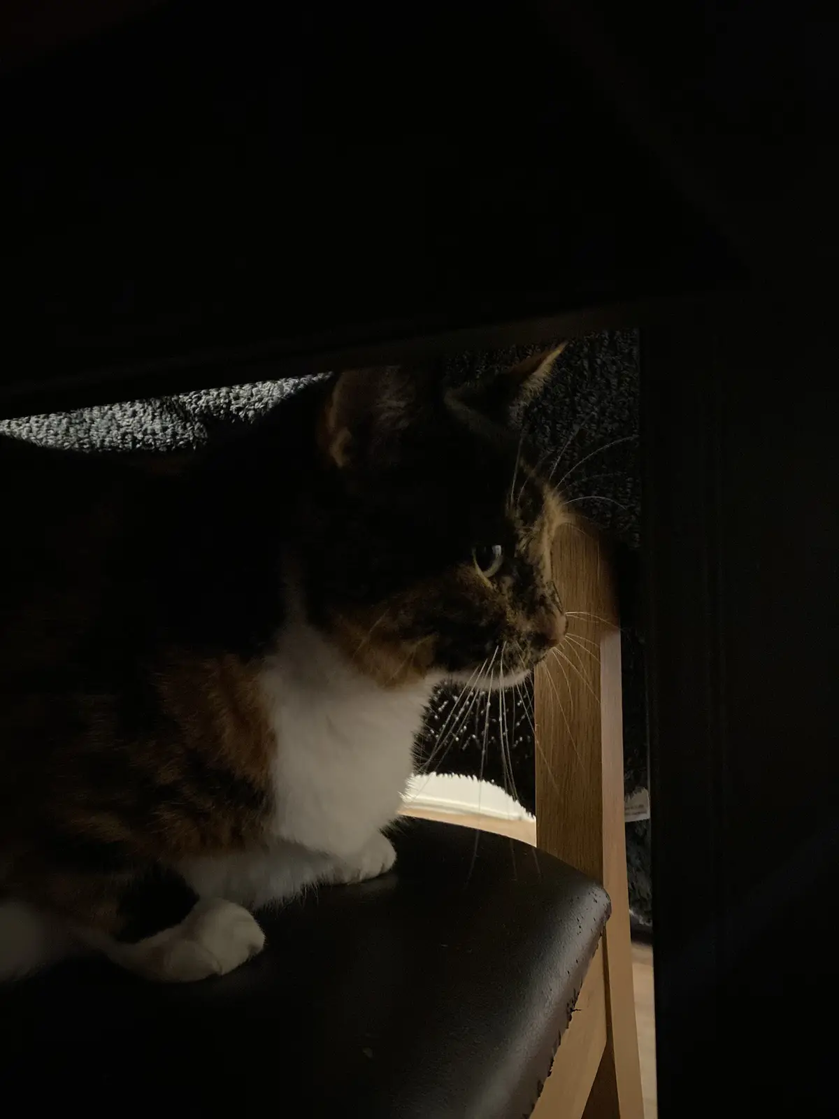 Crumble's Daily Snapshot: A Glimpse into His World